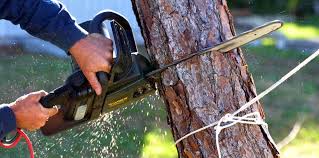 Best Fruit Tree Pruning  in East Rockaway, NY