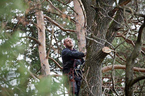 How Our Tree Care Process Works  in  East Rockaway, NY
