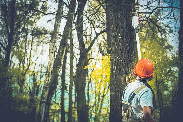 Best Storm Damage Tree Cleanup  in East Rockaway, NY